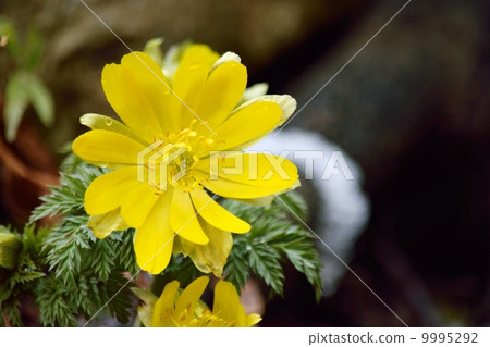 Early spring snow and bamboo shoot 9995292