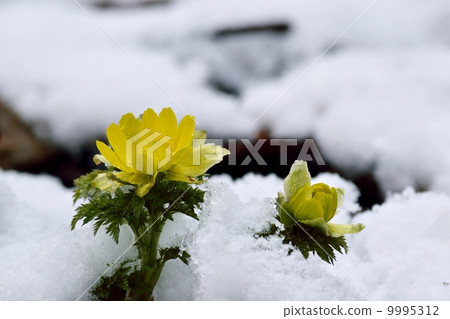 Early spring snow and bamboo shoot Early spring snow and bamboo shoot 9995312