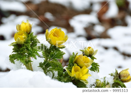 Early spring snow and bamboo shoot Early spring snow and bamboo shoot 9995313