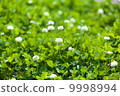 White clover 9998994
