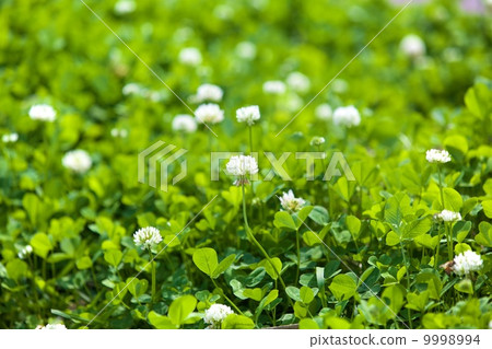 White clover 9998994