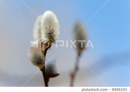 Flower of silvery white cat on will at Sarin Park Flower of silvery white cat on will at Sarin Park 9999103