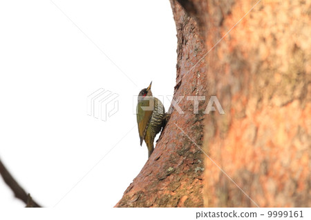 Aogera Aogera 9999161