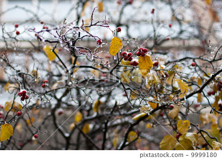 Red haw berries encased in coating of ice Red haw berries encased in coating of ice 9999180