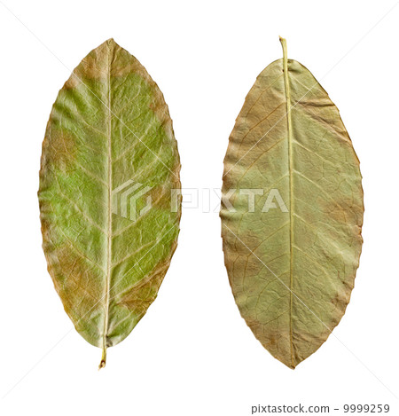 dry green leaves on the white background dry green leaves on the white background 9999259