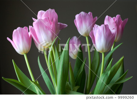 Bouquet of tulips on gray background Bouquet of tulips on gray background 9999260