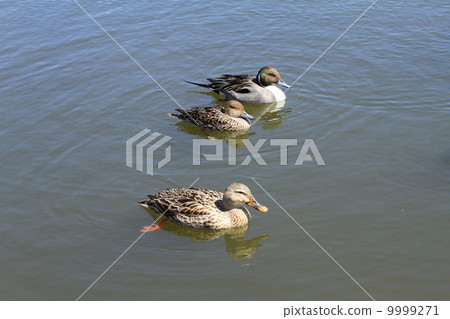 Duck duck in the Temple Park 9999271