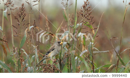 活鳥領域的雨和cokal的女性 9999440