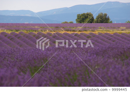 Lavender field 9999445