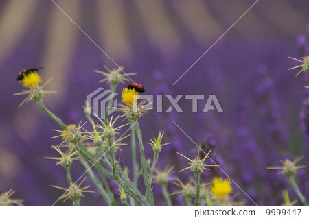 Lavender and insects Lavender and insects 9999447