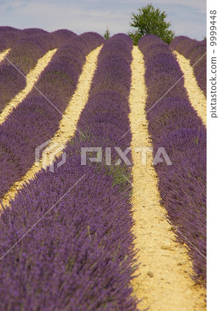 Lavender field Lavender field 9999448