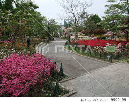 Heisei azalea park of spring where azaleas bloom Heisei azalea park of spring where azaleas bloom 9999499