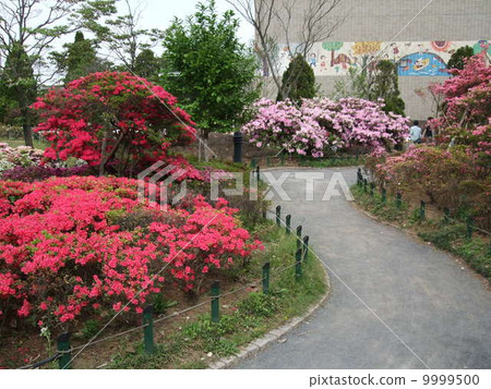 Heisei azalea park of spring where azaleas bloom 9999500
