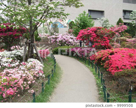 Heisei azalea park of spring where azaleas bloom Heisei azalea park of spring where azaleas bloom 9999508