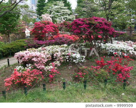 杜鵑花綻放的春天的平成杜鵑花公園 杜鵑花綻放的春天的平成杜鵑花公園 9999509