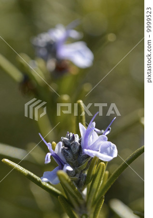 Rosemary Flower 9999523