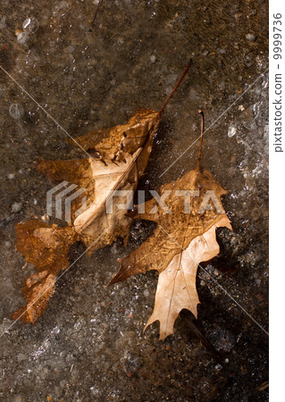 Dried oak leaf on the ice Dried oak leaf on the ice 9999736