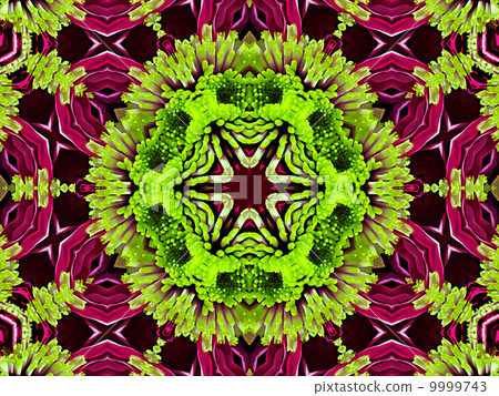 Chrysanthemum natural pattern Chrysanthemum natural pattern 9999743