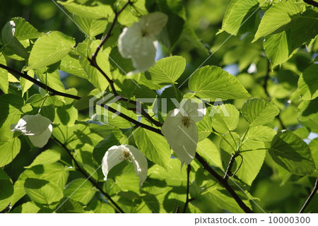 Handkerchief tree 10000300