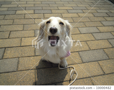 Yawn to dachshund 10000482