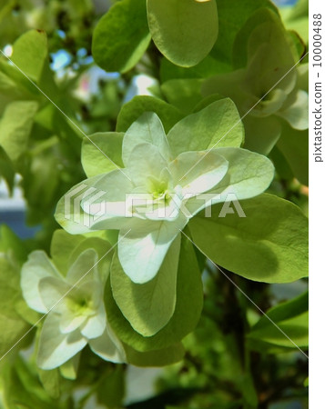 柏木繡球花系列（上） 10000488