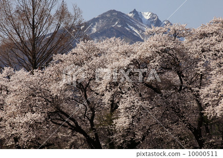 Cherry blossoms and Yatsugatake Cherry blossoms and Yatsugatake 10000511