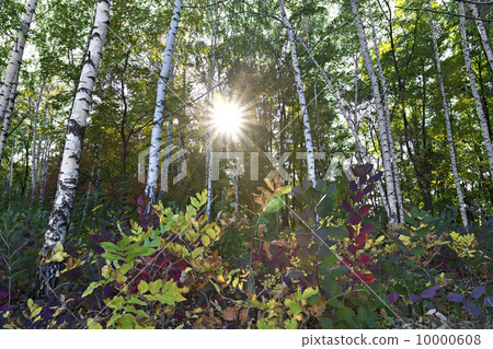 meadow in the autumn birch forest meadow in the autumn birch forest 10000608