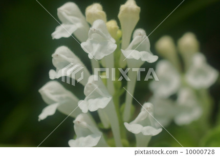 黃芩 黃芩 10000728