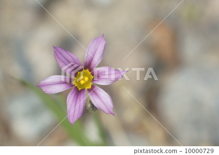 Niwazekishou 10000729