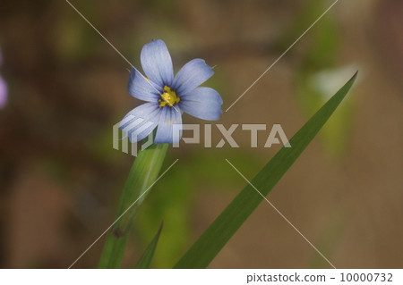 Niwazekishou 10000732