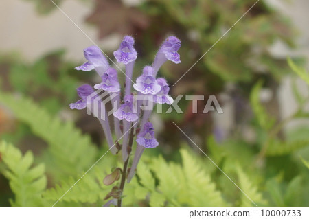 黃芩 黃芩 10000733