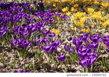 Crocus 10000783