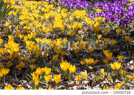 Crocus 10000786