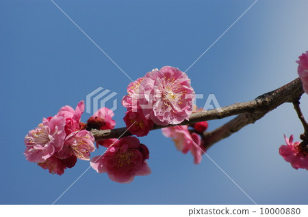 梅花 10000880
