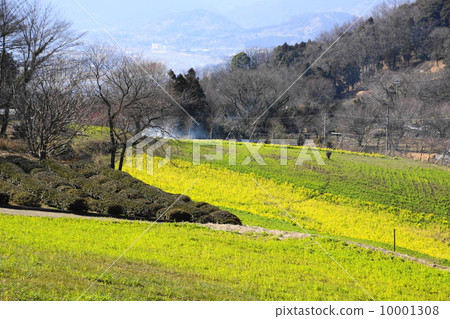 三月花Nanohana / Brassicaidae 97盛開 三月花Nanohana / Brassicaidae 97盛開 10001308