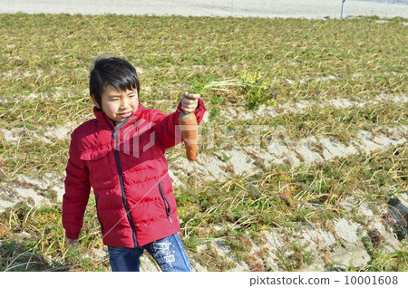 carrot  10001608