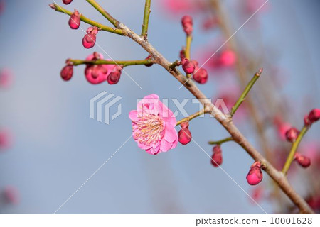 梅 梅 10001628