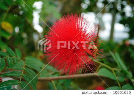 朱纓花 朱纓花 10001639