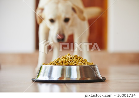 Hungry dog 10001734