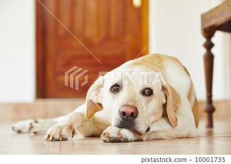 Dog at home 10001735