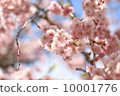 Weeping cherry tree 10001776