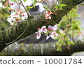 Sasebo cherry tree 10001784