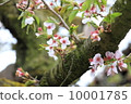 Sasebo cherry tree 10001785