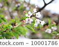 Sasebo cherry tree 10001786