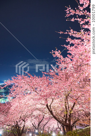 山上的櫻花櫻花 10001799