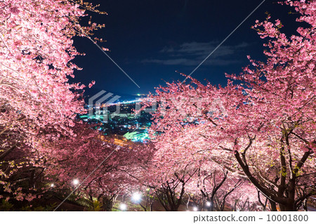 山上的櫻花櫻花 10001800