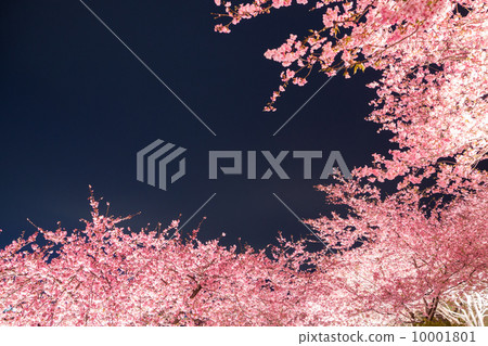 山上的櫻花櫻花 10001801