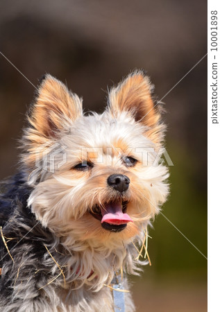 Ehehehehe♪ Ehehehehe♪ 10001898