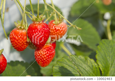 Strawberry hunt / Stamenaka 10002463