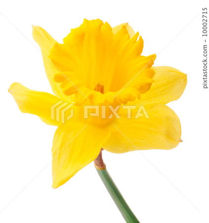 Daffodil flower or narcissus isolated on white background cutout Daffodil flower or narcissus isolated on white background cutout 10002715